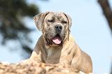 CANE CORSO 501
